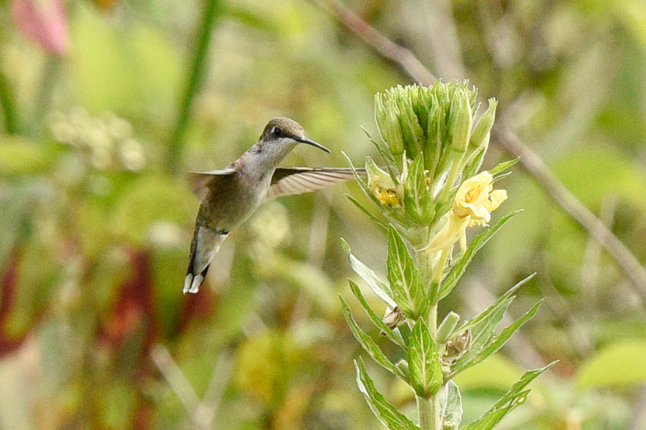 Ruby-throated Hummingbird (female or juvenile)