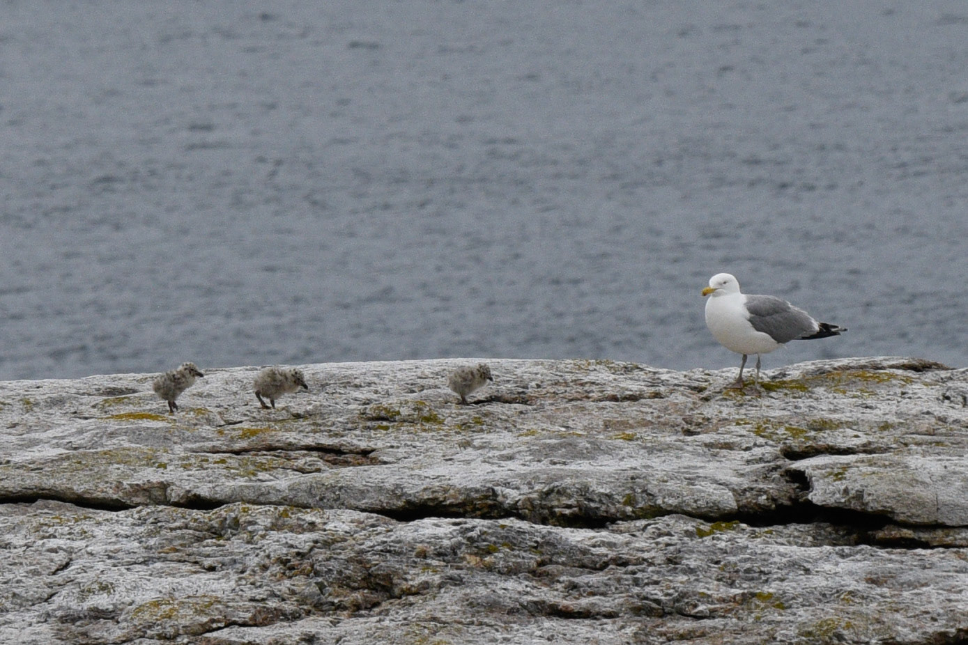 Herring Gull (fledgling + adult)
