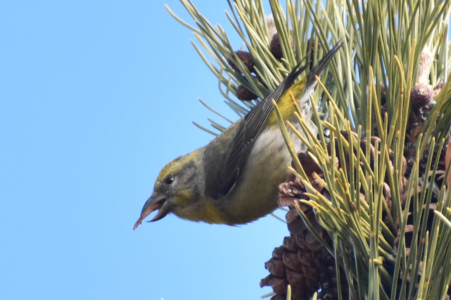 Red Crossbill
