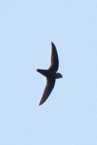 Chimney Swift