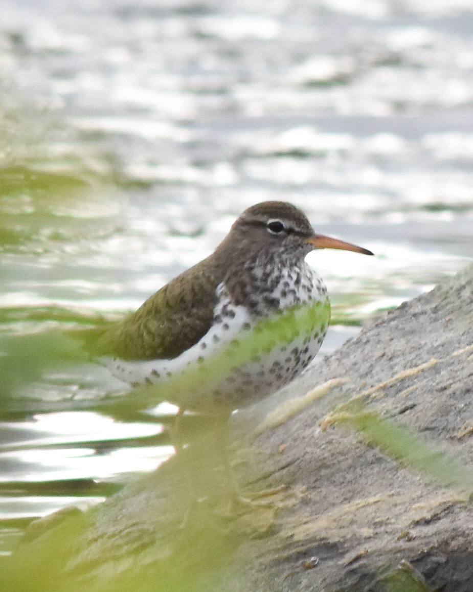 Spotted Sandpiper (breeding)