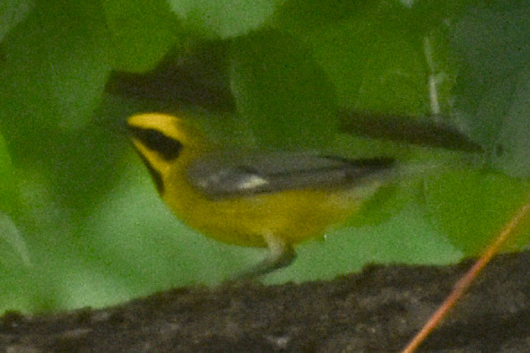 Lawrence's Warbler (Blue-winged Warbler x Golden-winged Warbler hybrid)