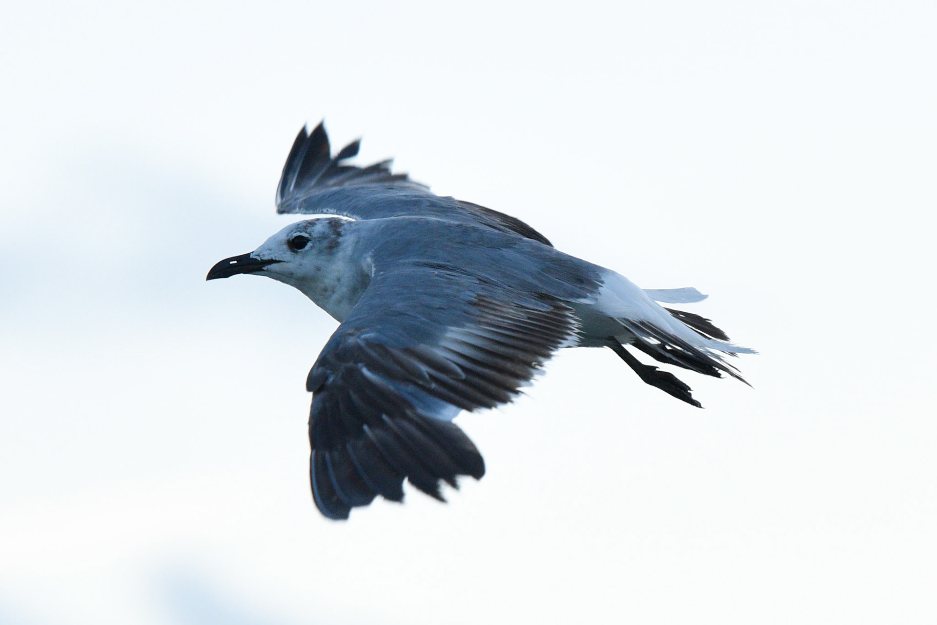Laughing Gull (juvenile)