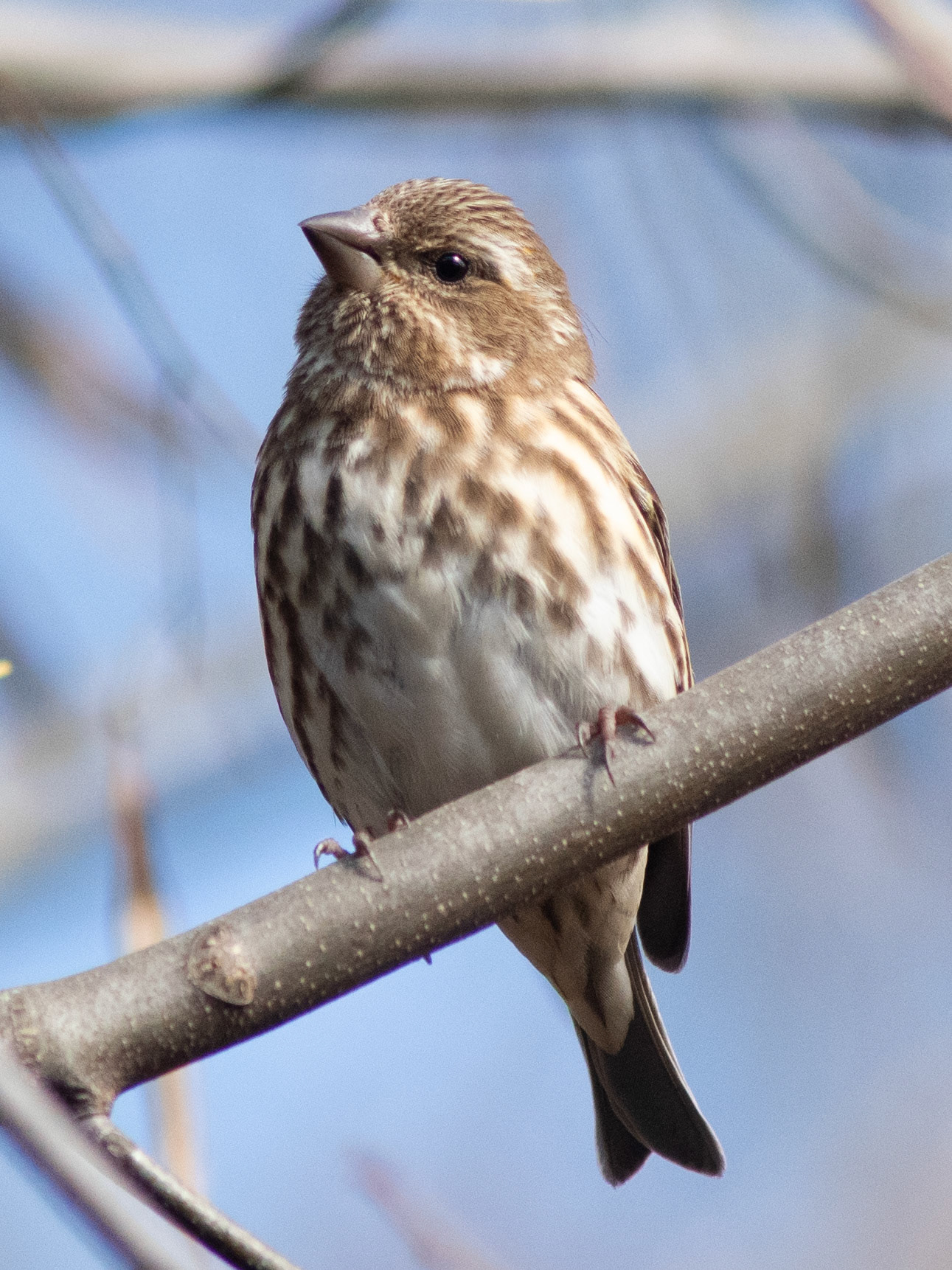 Purple Finch (female)