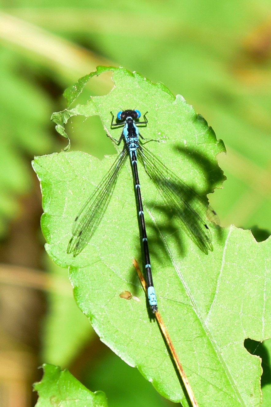 Aurora Damsel