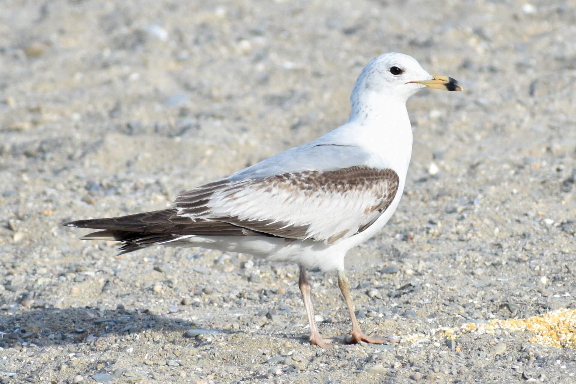 Ring-billed Gull (juvenile)