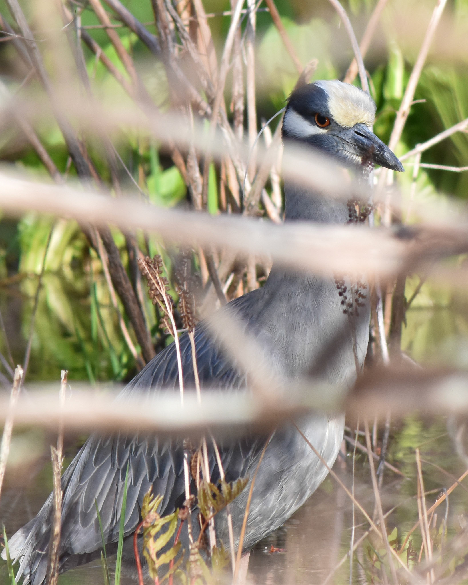 Yellow-crowned Night Heron
