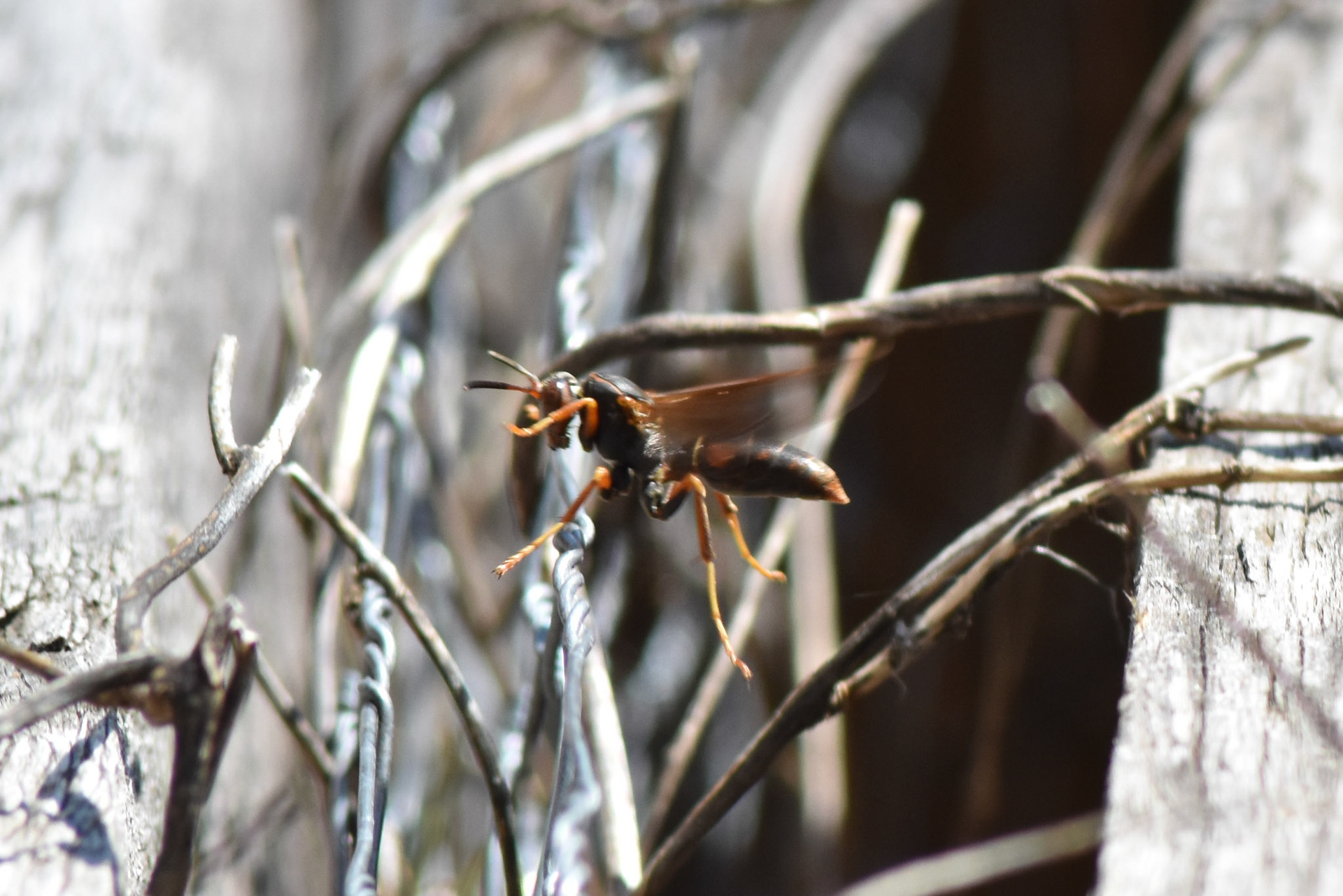 Northern Paper Wasp