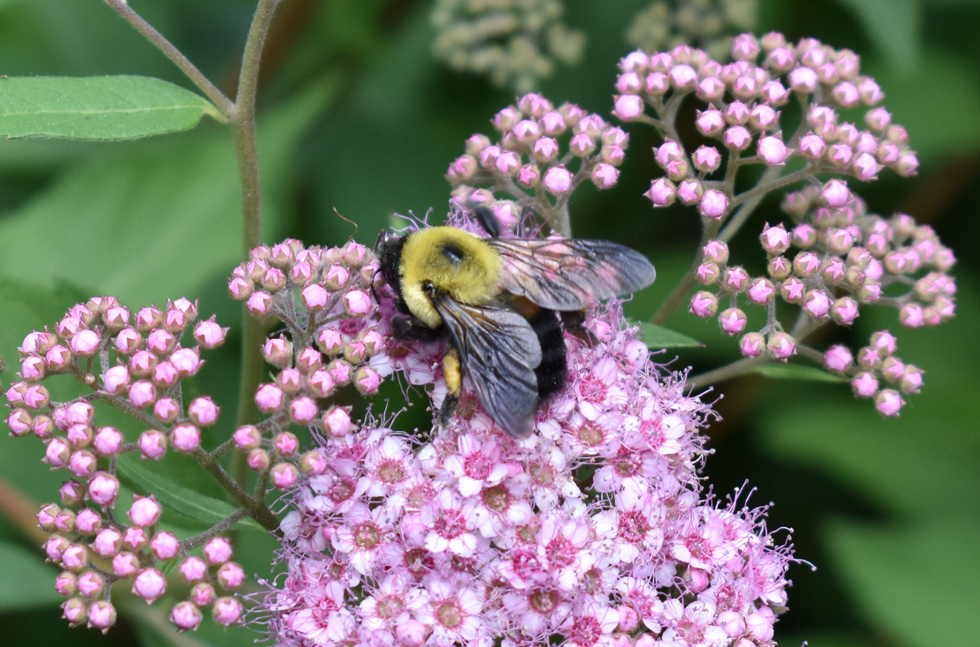 Brown-belted Bumble Bee
