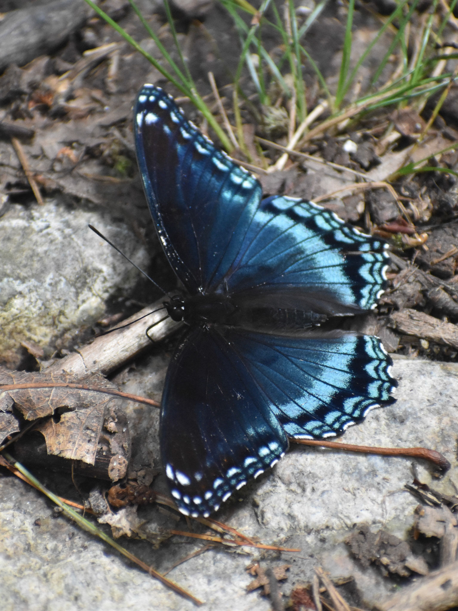 Red-spotted Purple