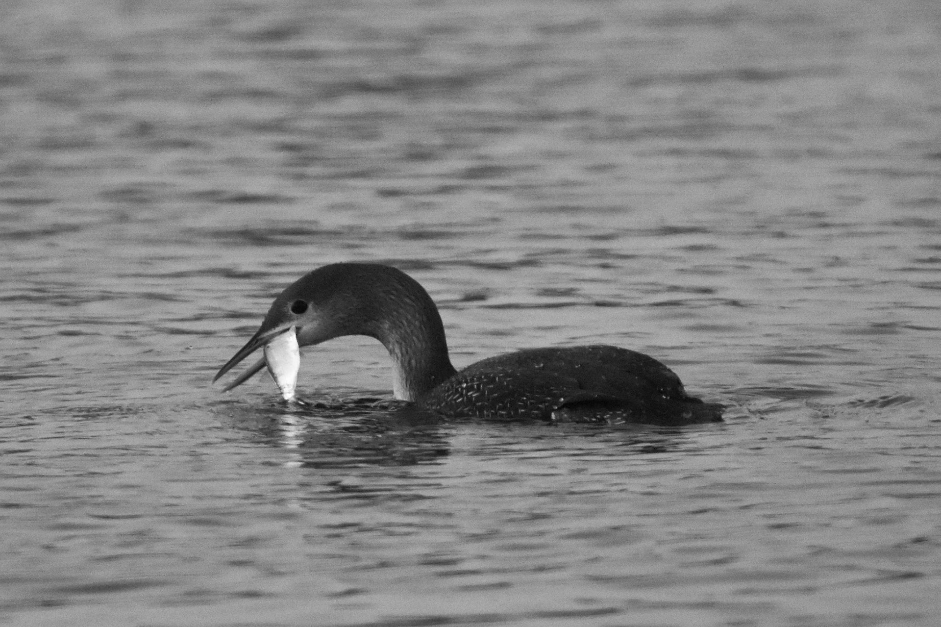 Common Loon (non-breeding)