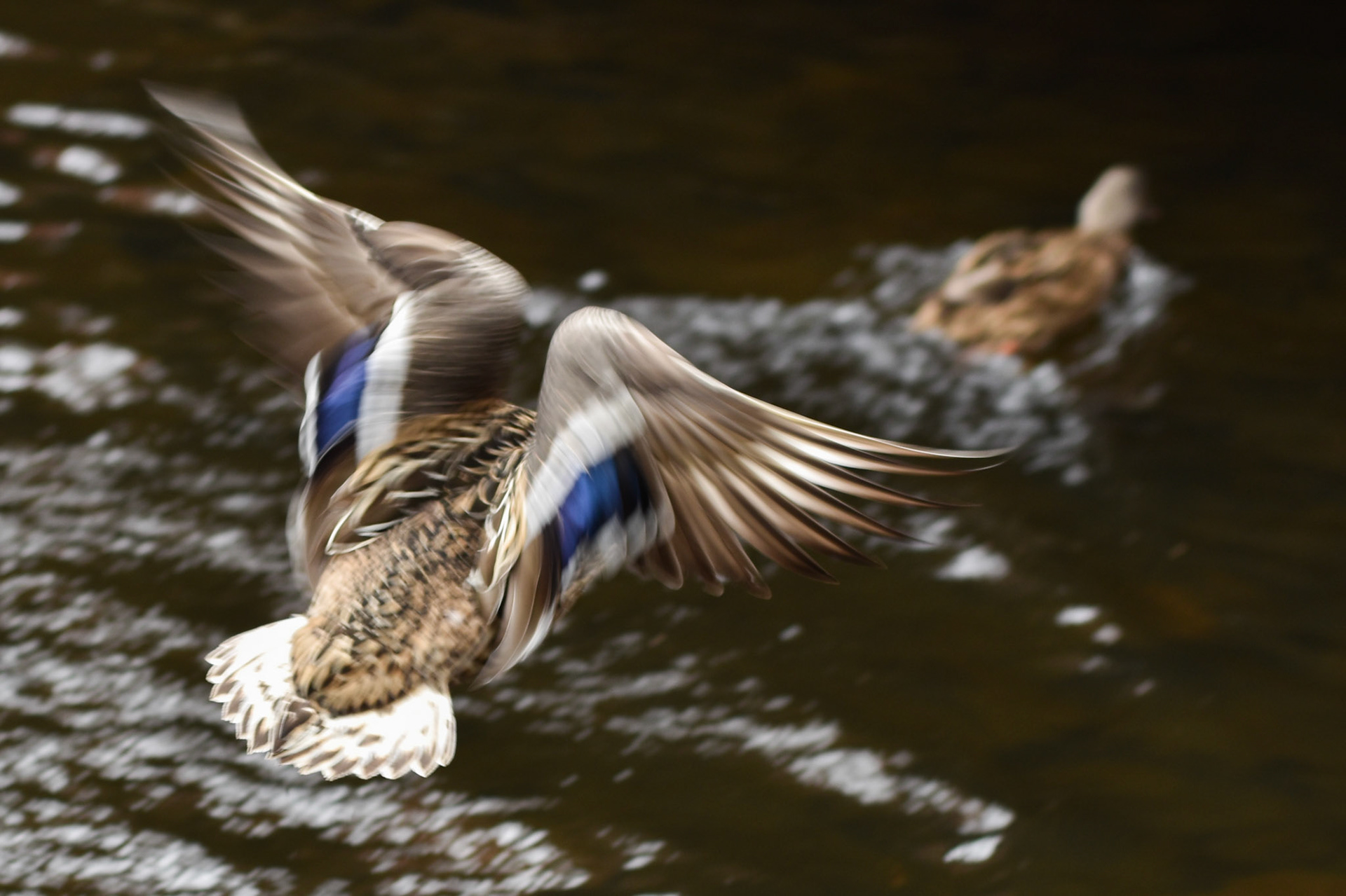 Mallard (female)