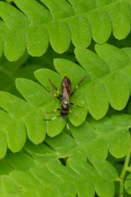 Ichneumon Annulatorius