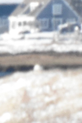Snowy Owl