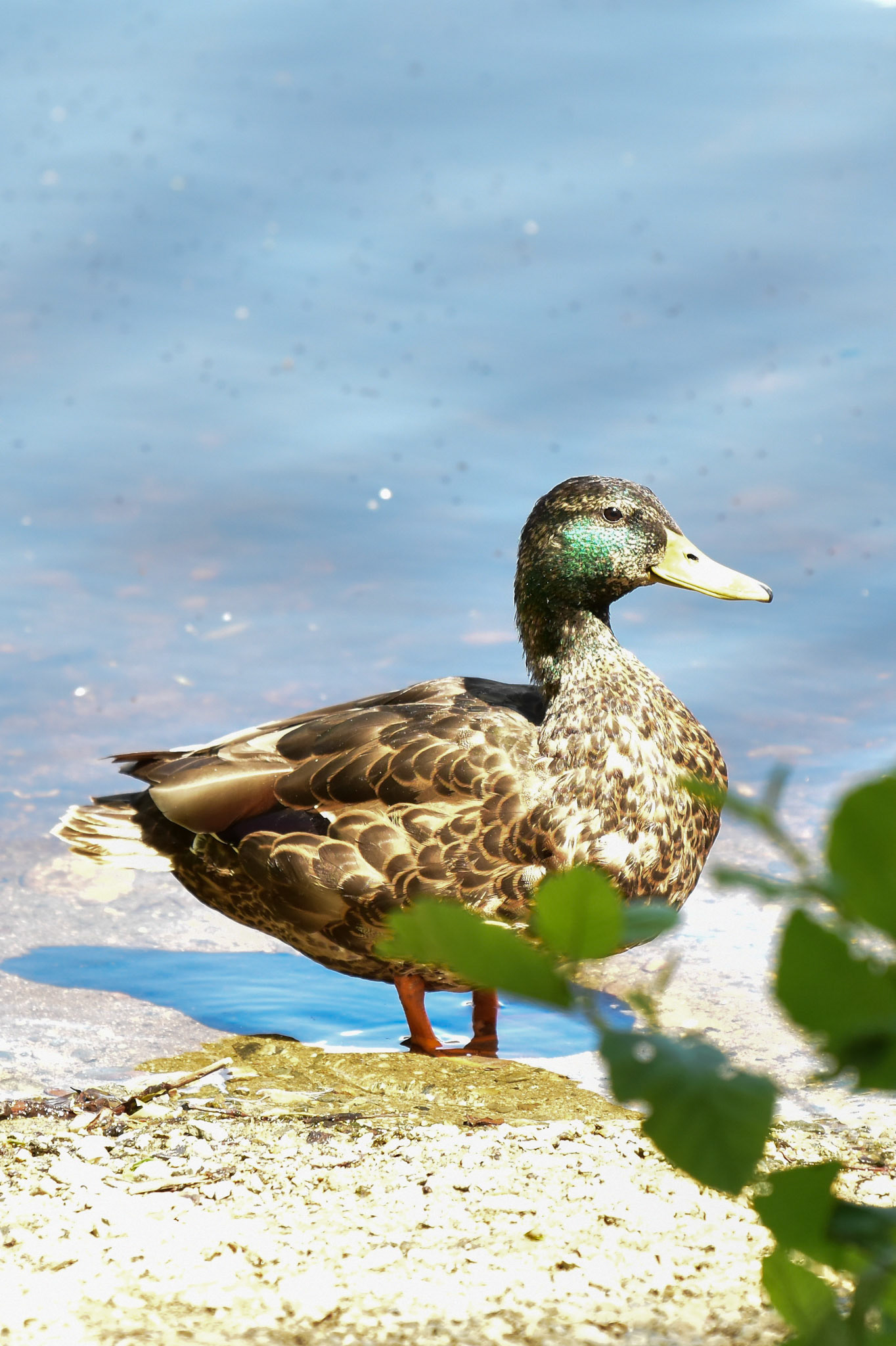American Black Duck x Mallard (hybrid)