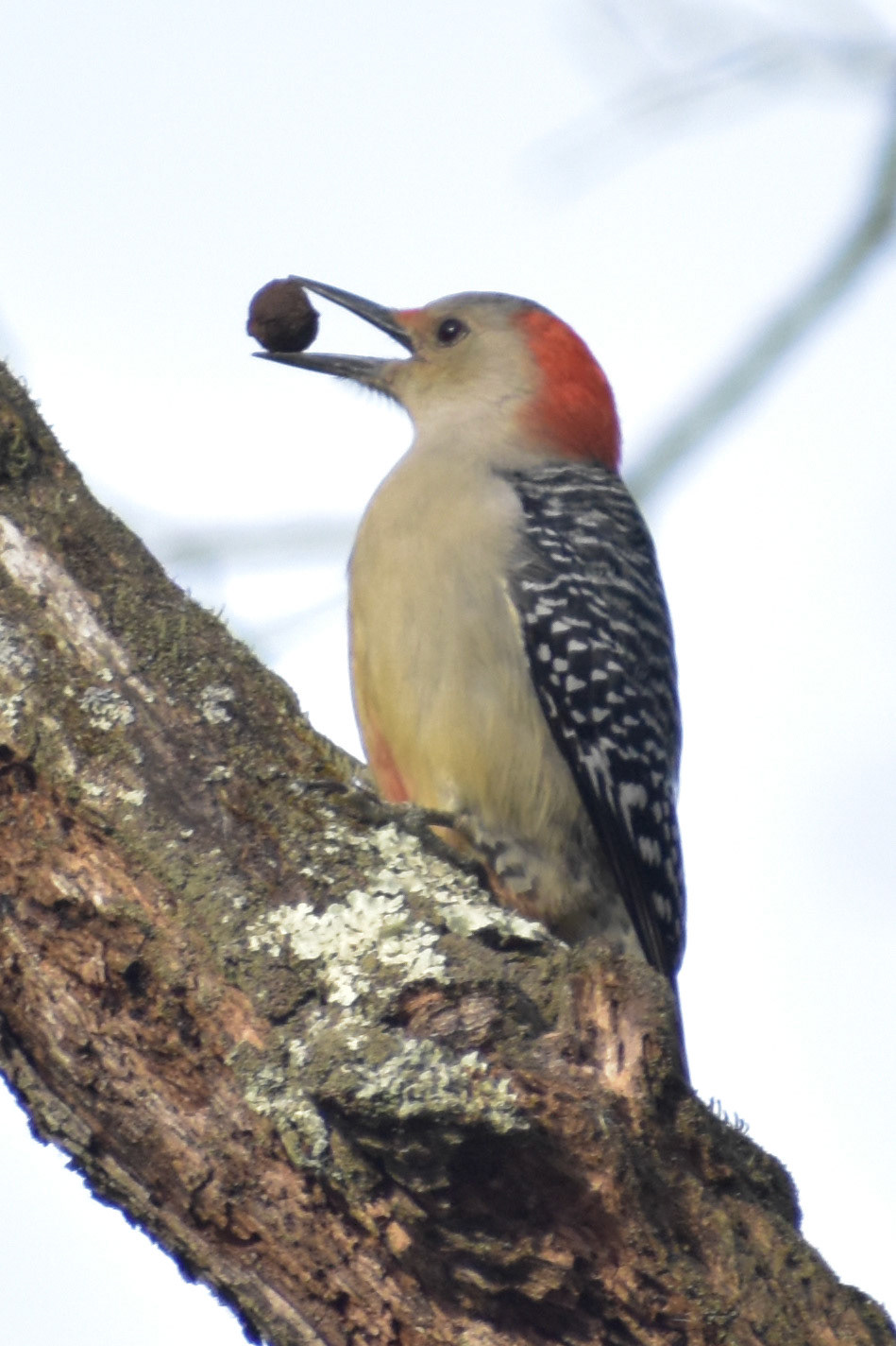 Red-bellied Woodpecker