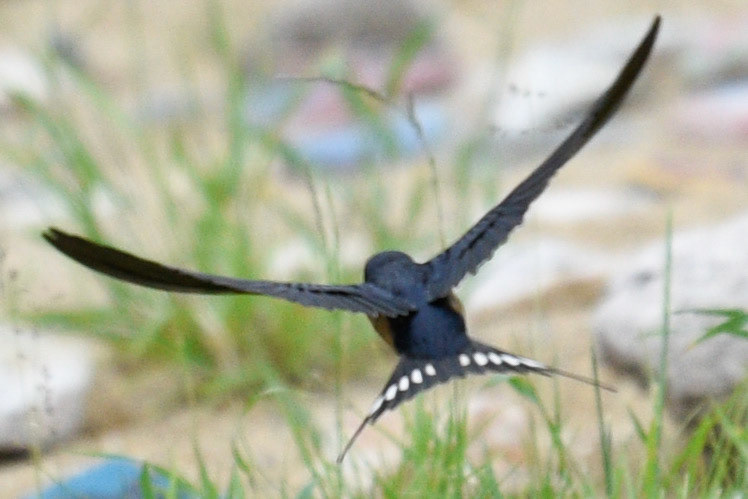Barn Swallow