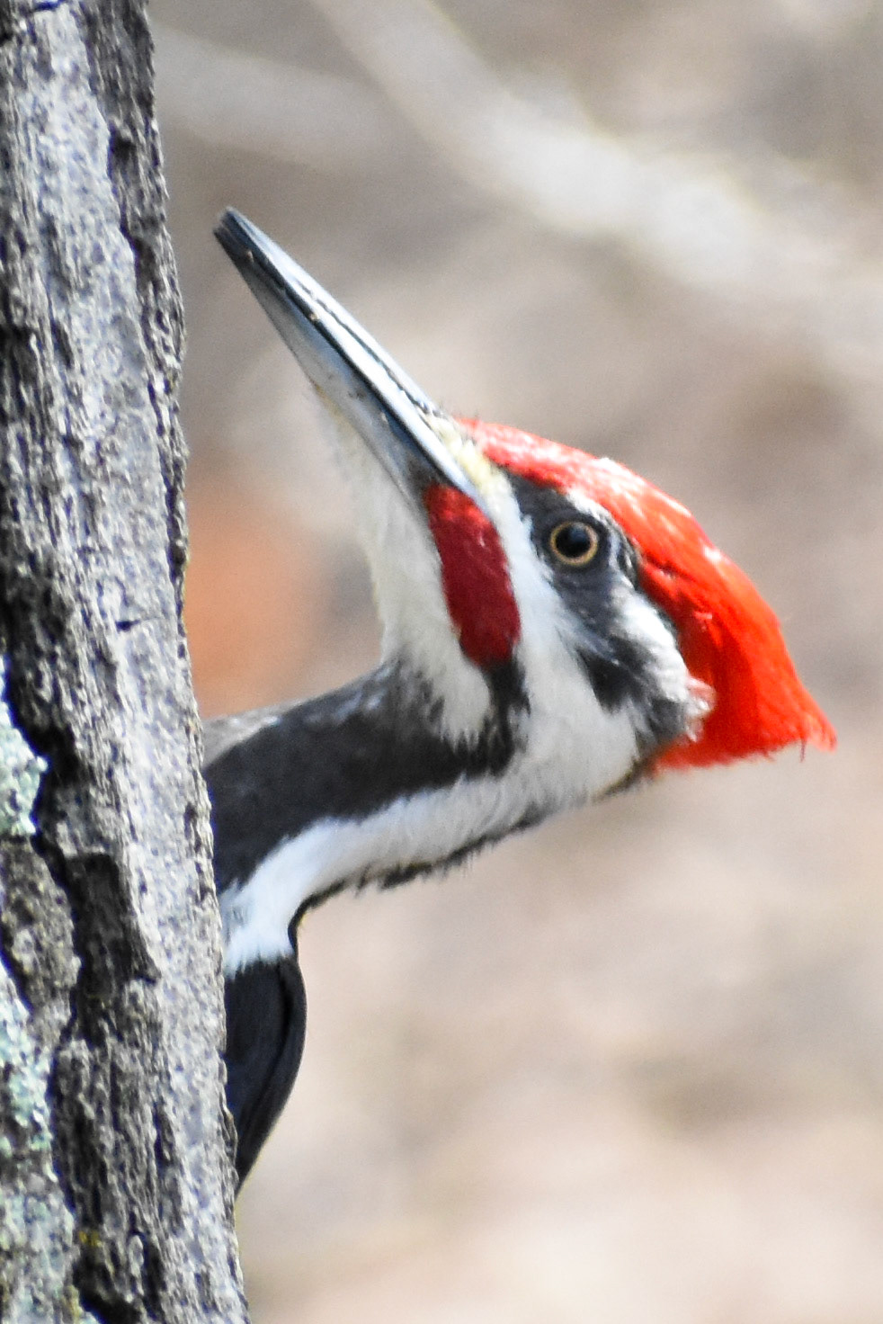 Pileated Woodpecker