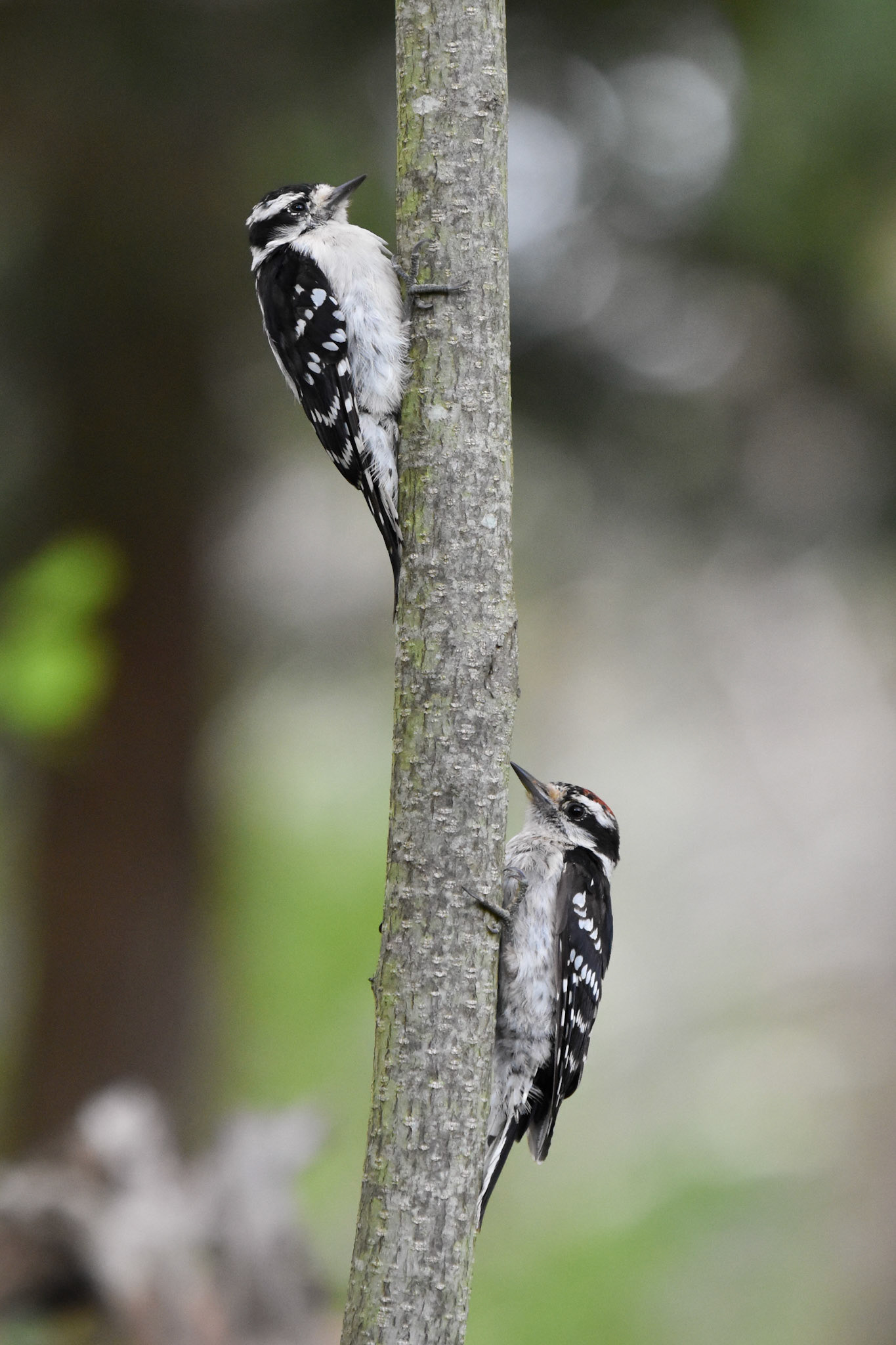 Downy Woodpecker