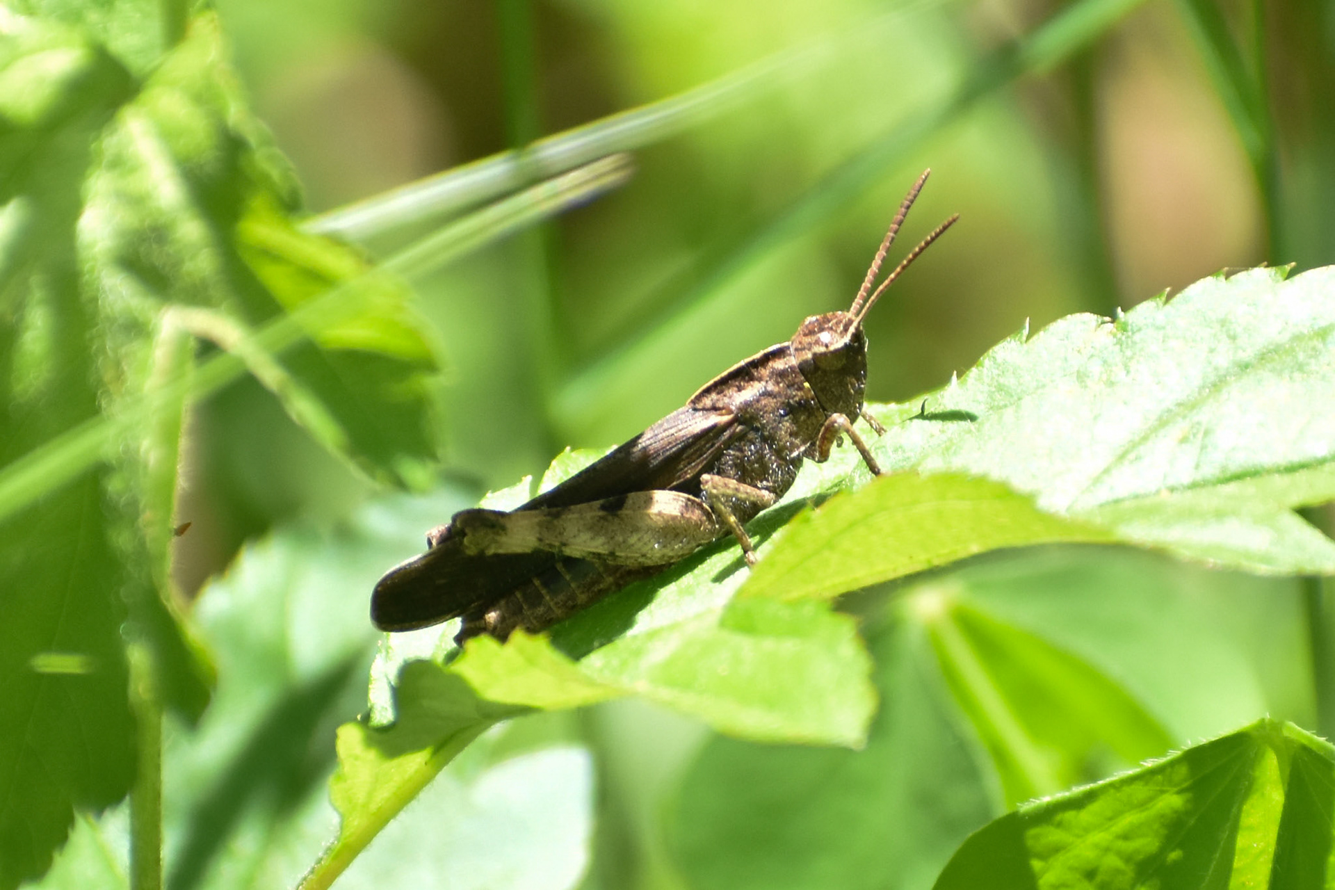 Green-striped Grasshopper