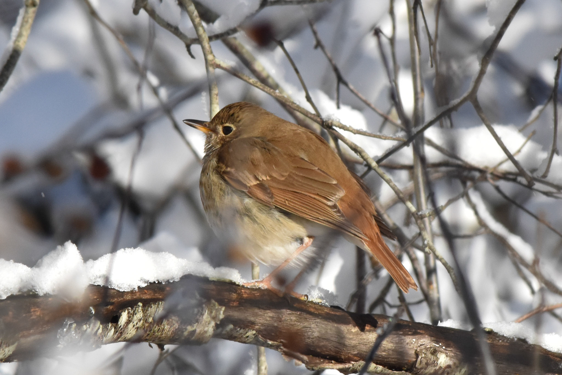 Hermit Thrush