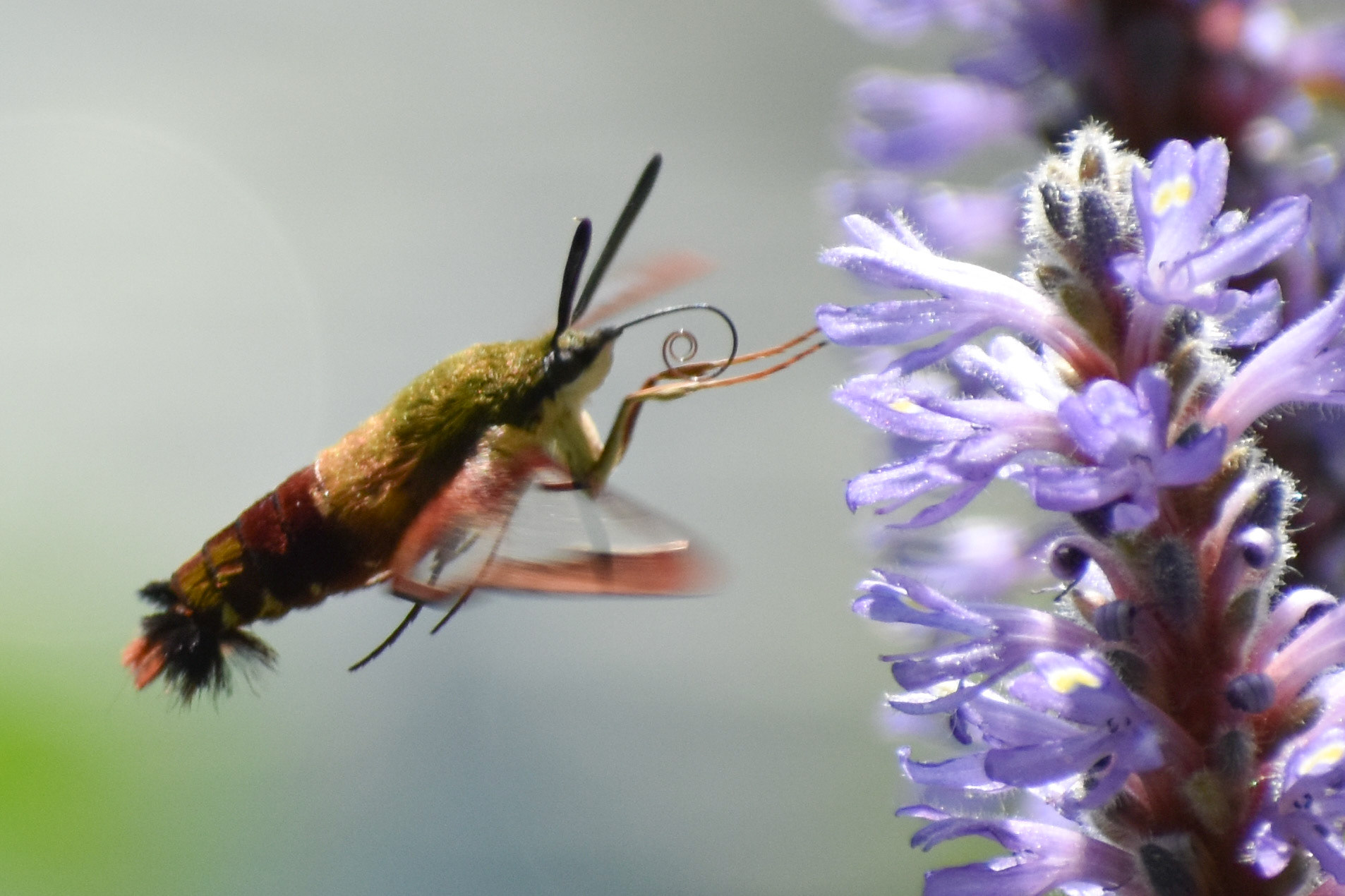 Hummingbird Clearwing