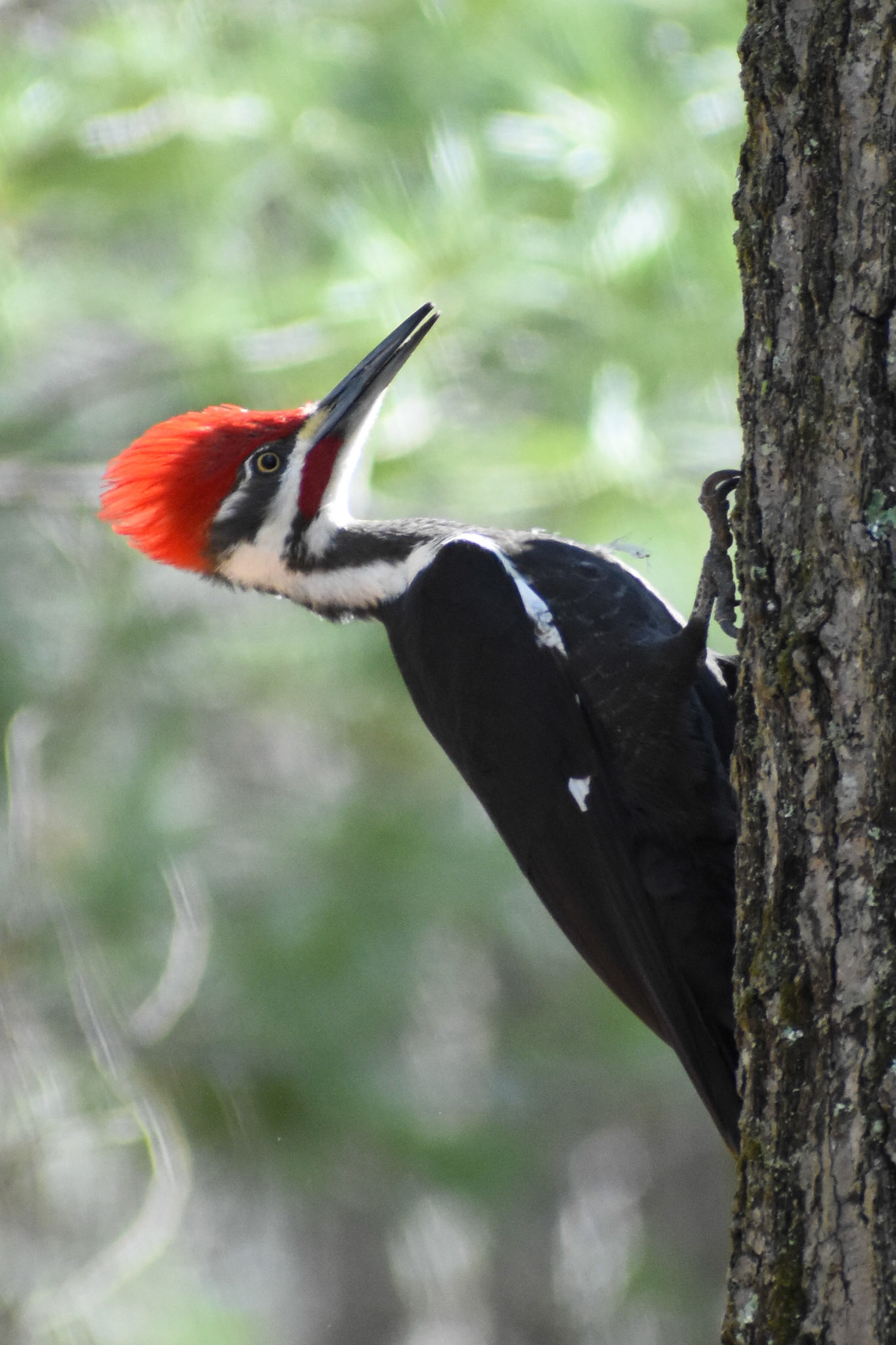 Pileated Woodpecker