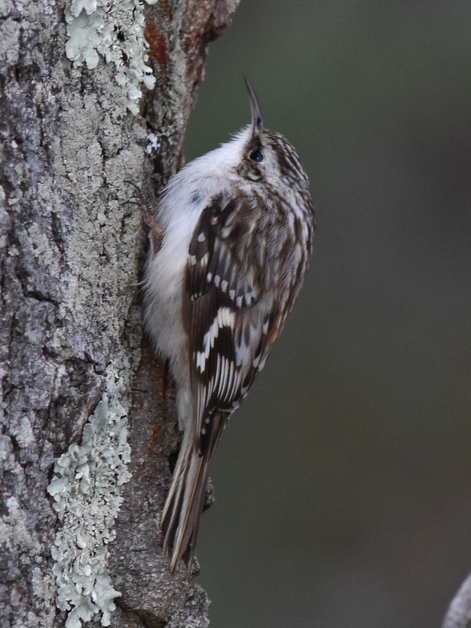 Brown Creeper