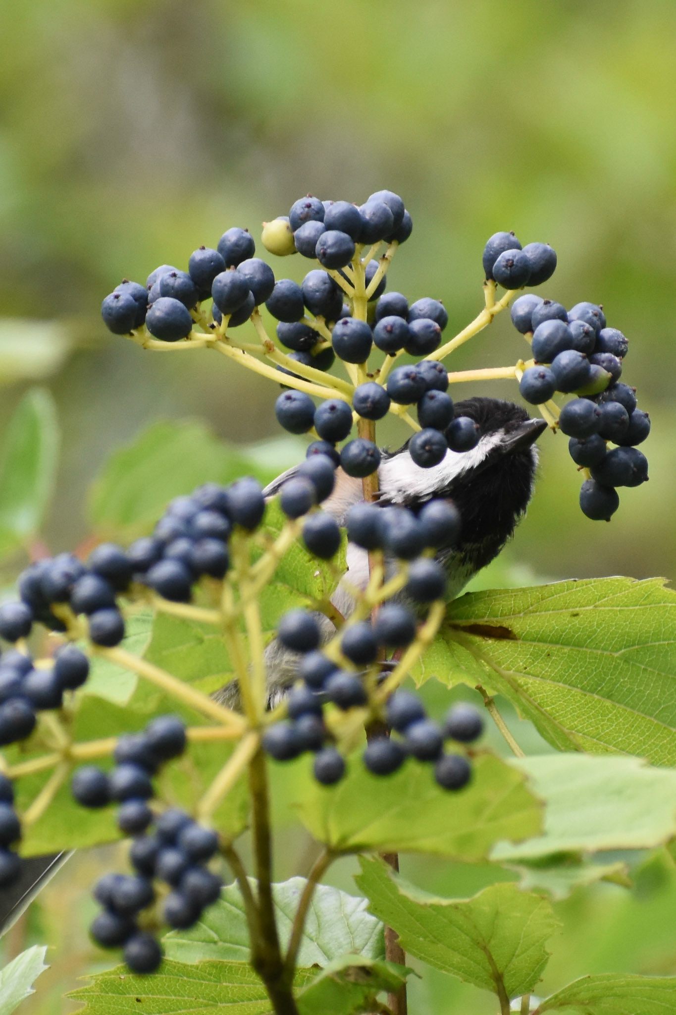 19. Black-capped Chickadee (berries)