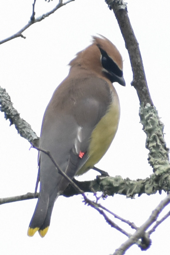 Cedar Waxwing