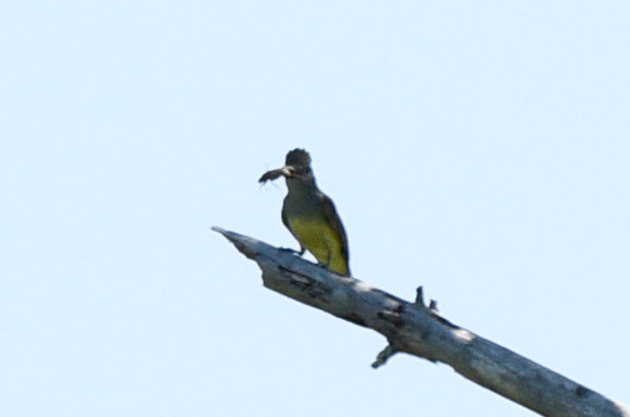 Great Crested Flycatcher