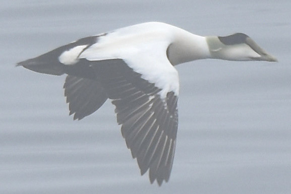 Common Eider (male)