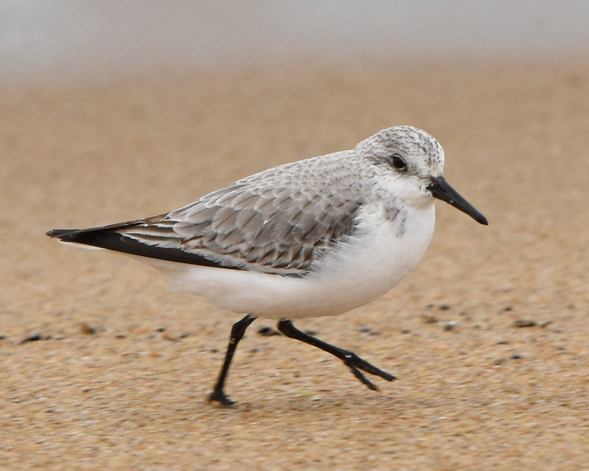 Sanderling