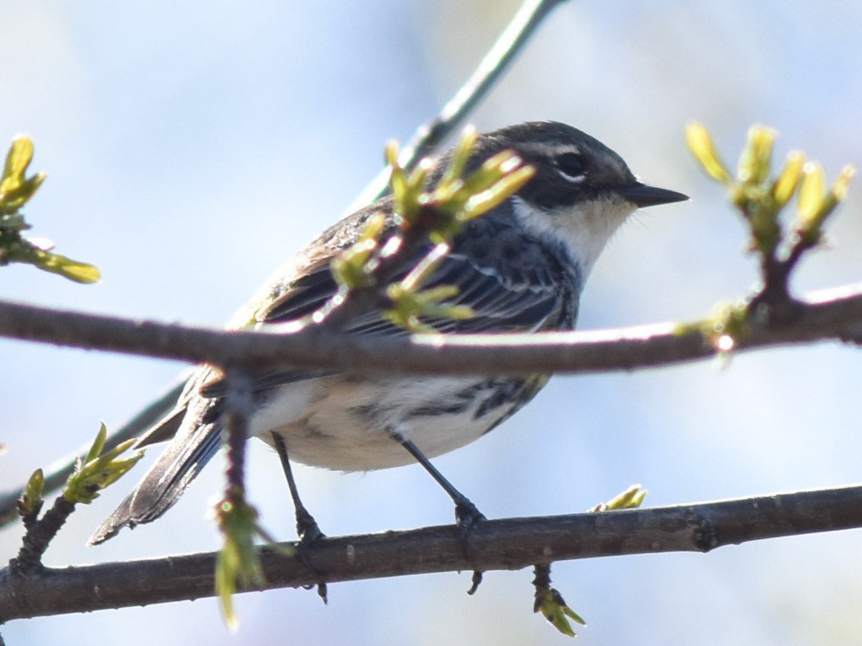 Yellow-rumped Warbler