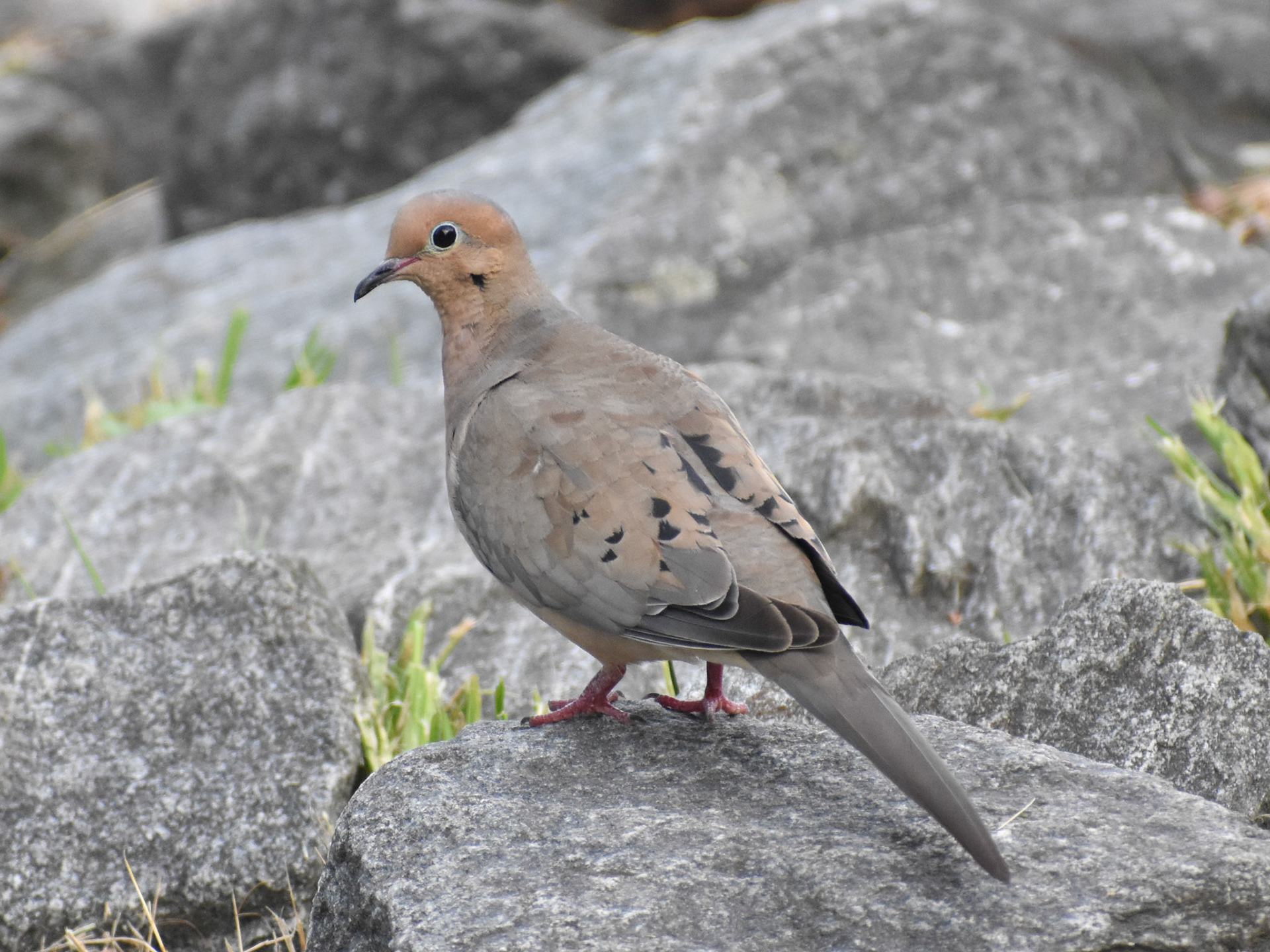 Mourning Dove