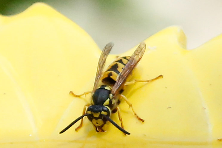 German Yellowjacket