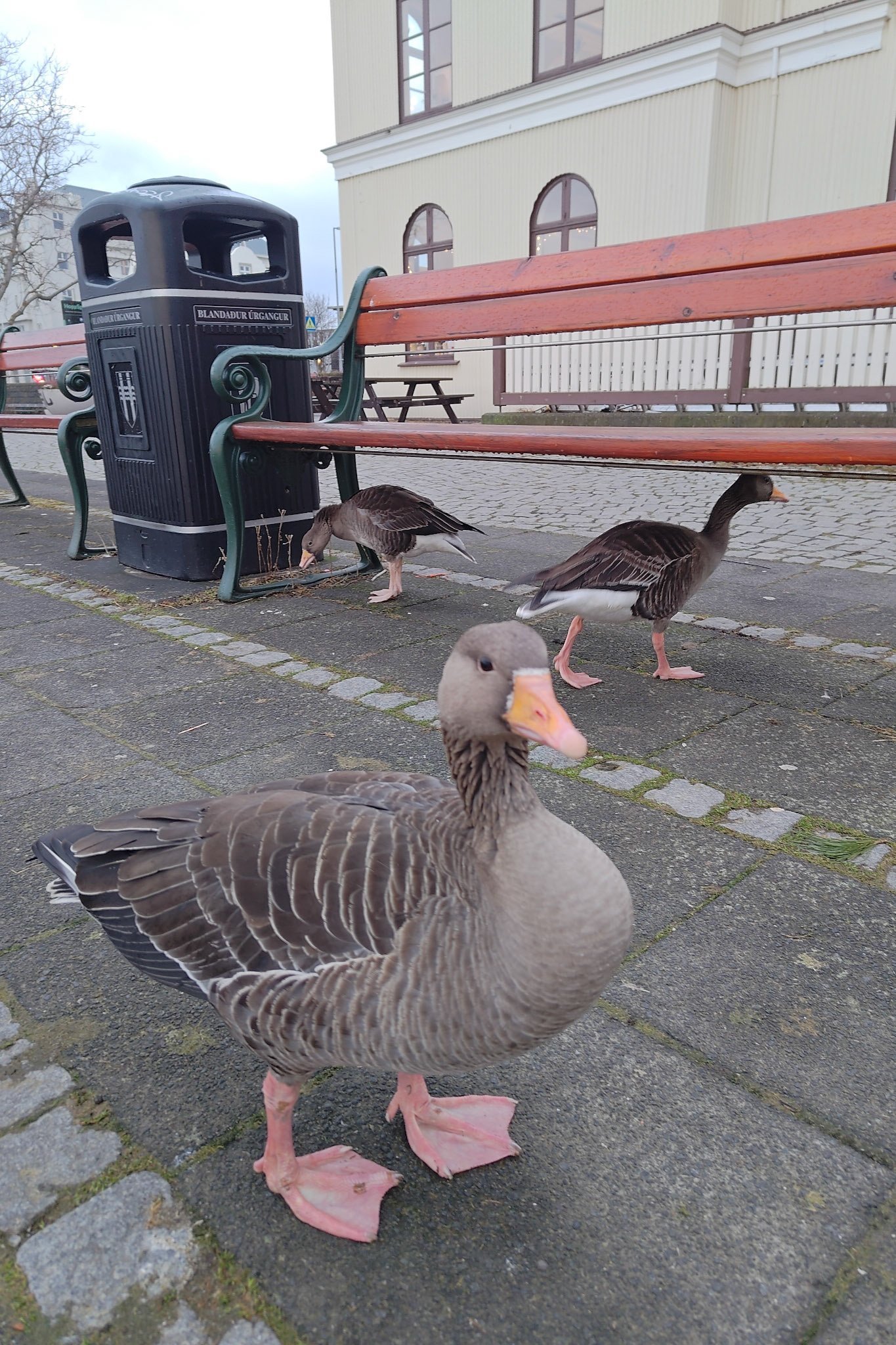 Greylag Goose
