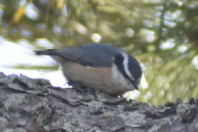 Red-breasted Nuthatch