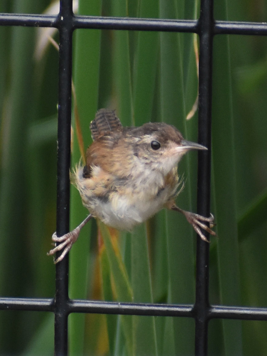 Marsh Wren