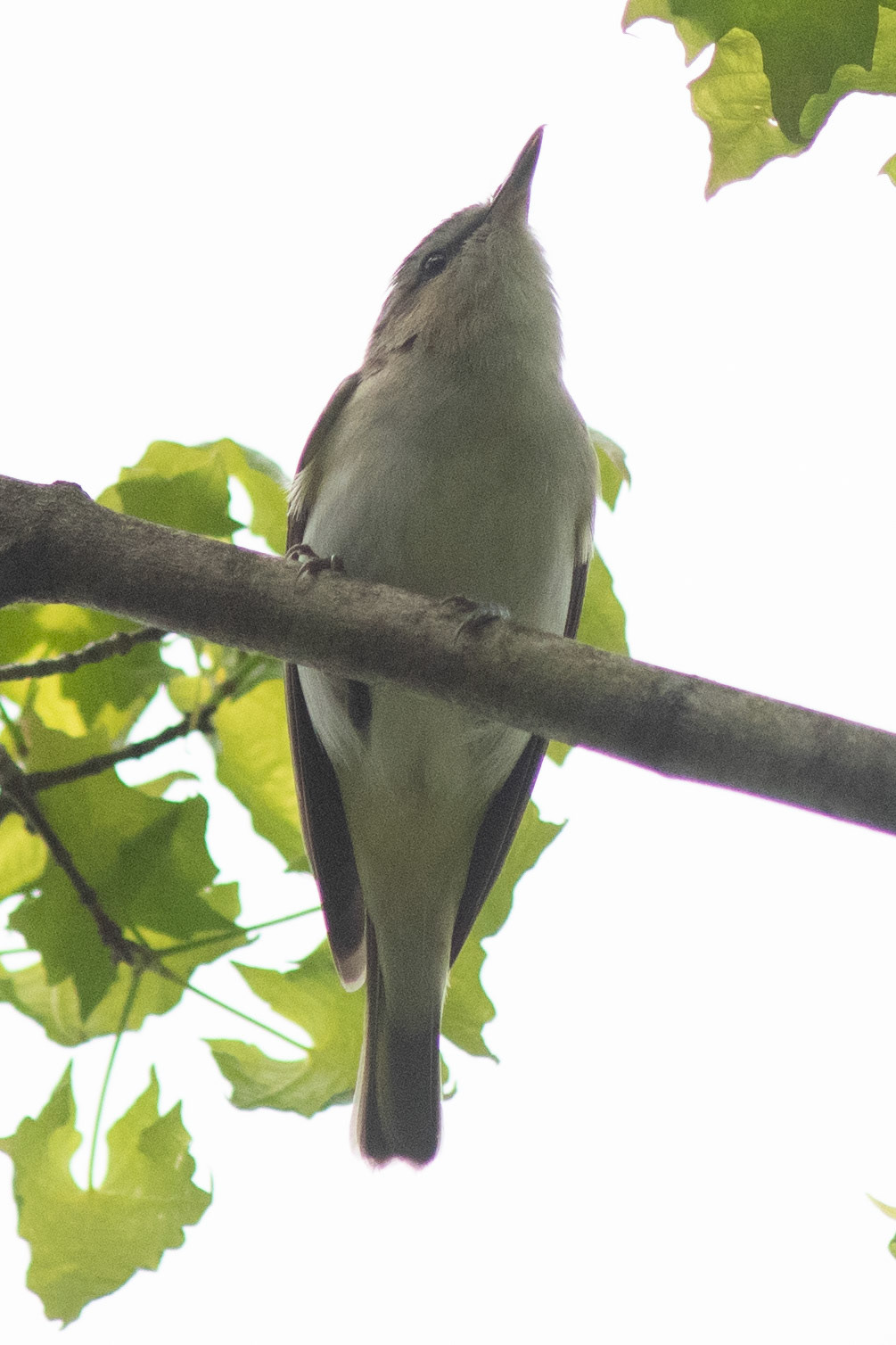Red-eyed Vireo