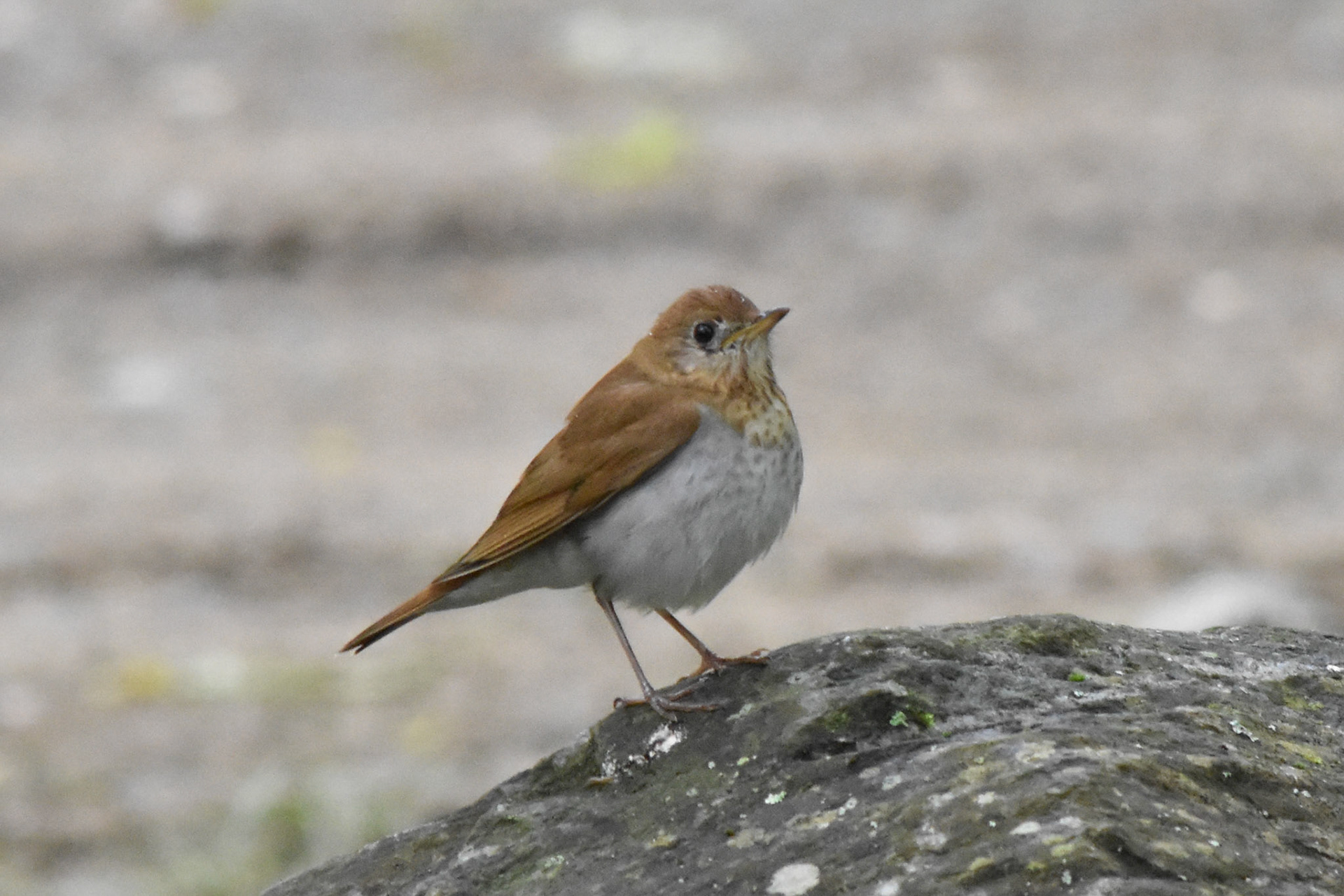 Veery