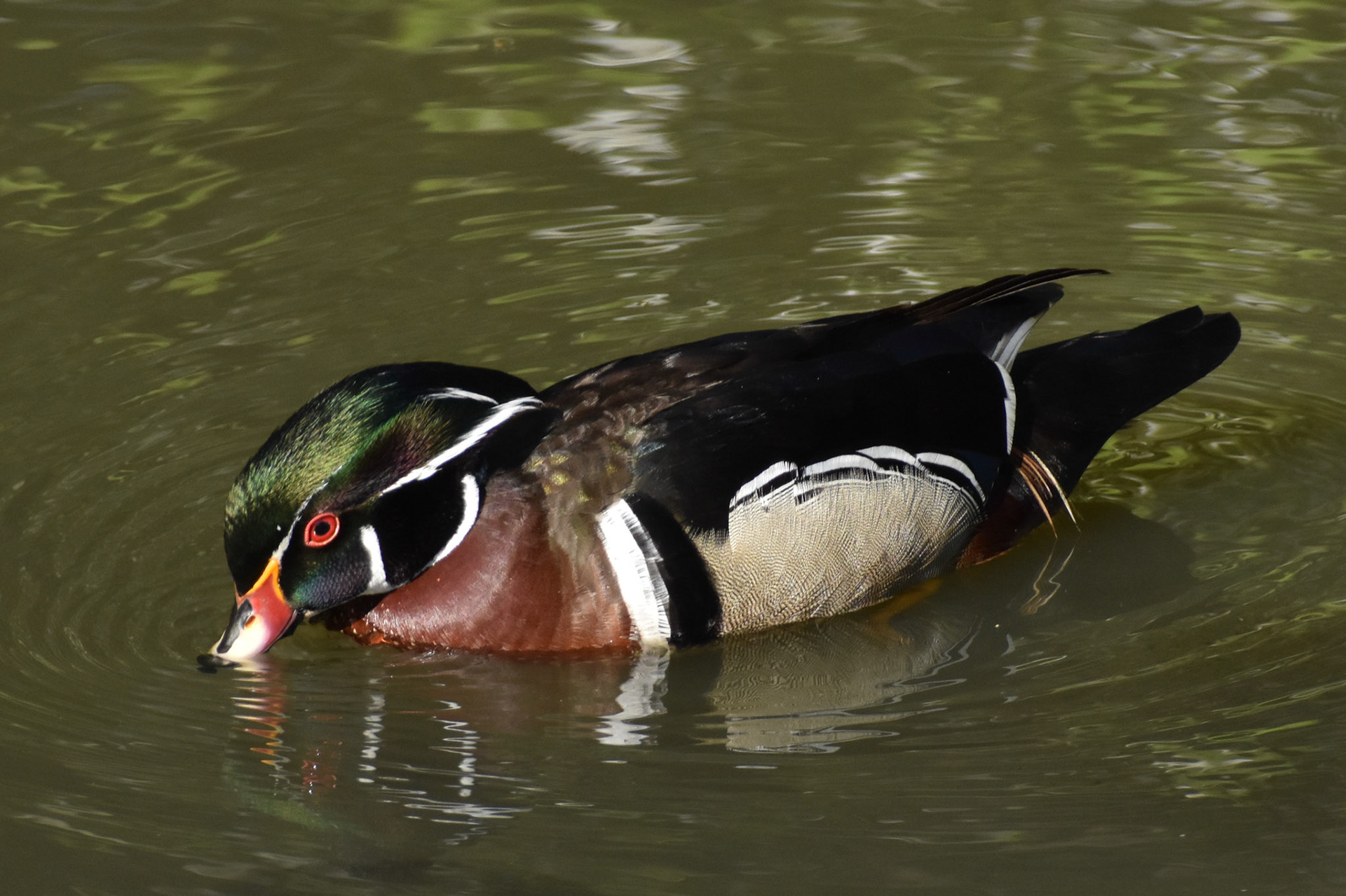 Wood Duck (male)