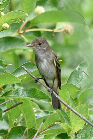 Eastern Wood-pewee