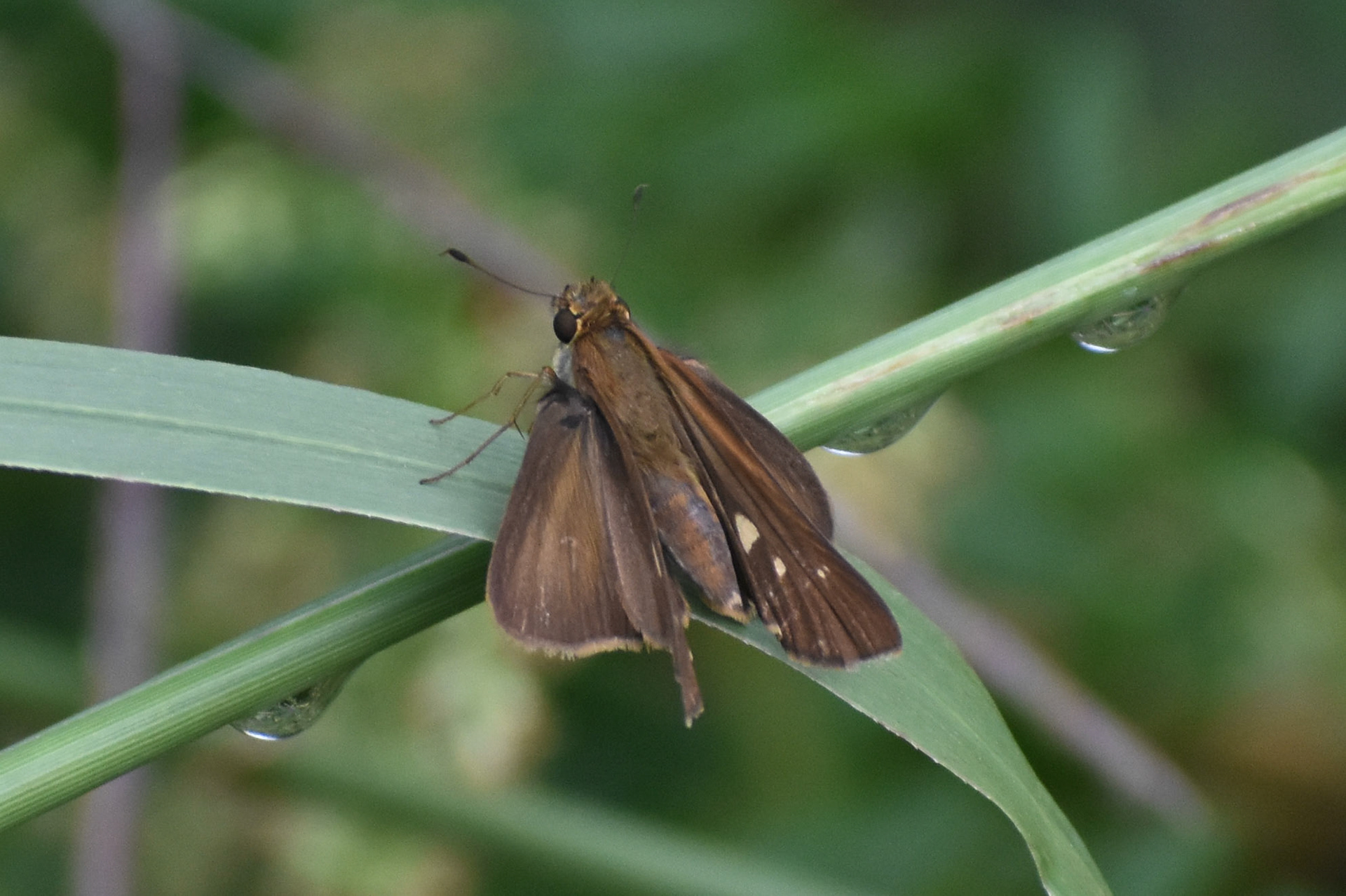 Ocala Skipper