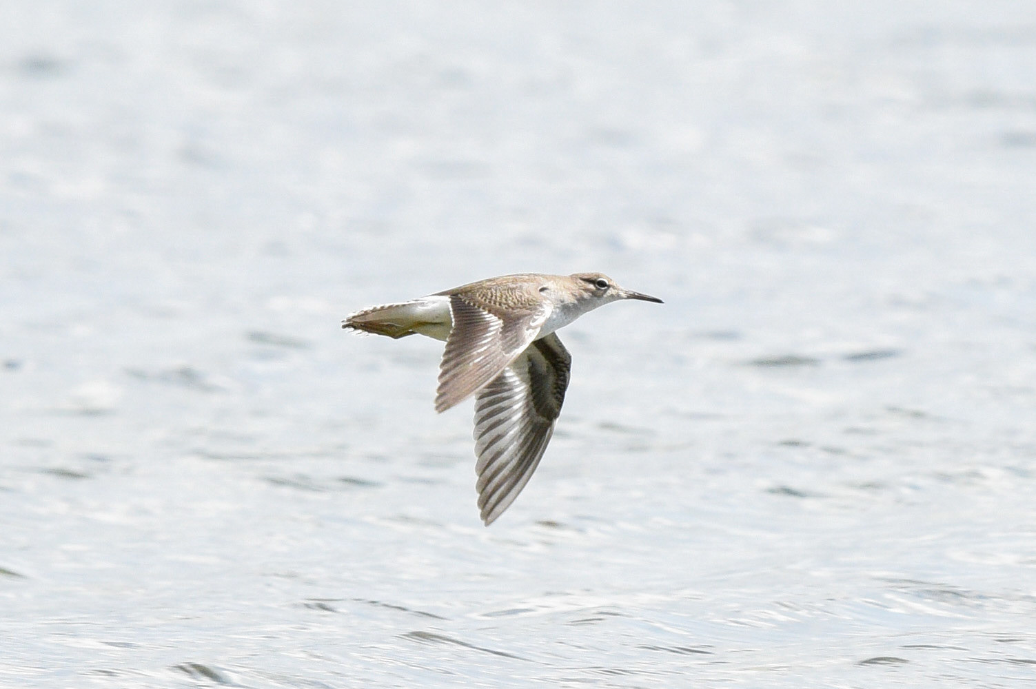 Spotted Sandpiper (non-breeding)