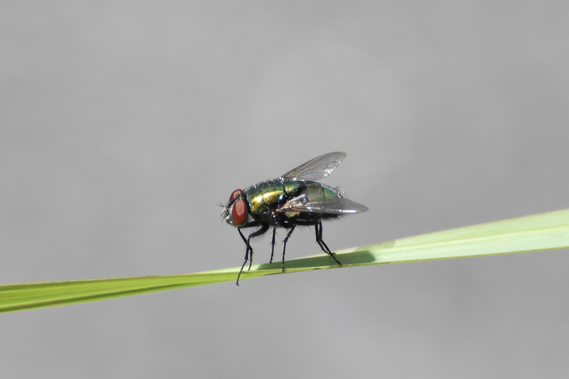 Green Bottle Fly