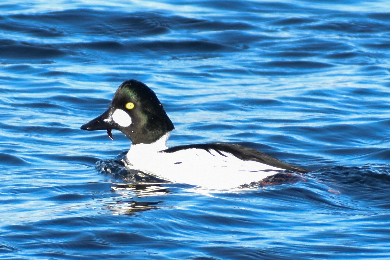 Common Goldeneye