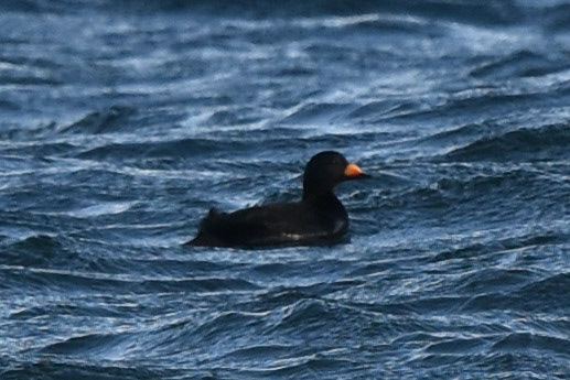 Black Scoter