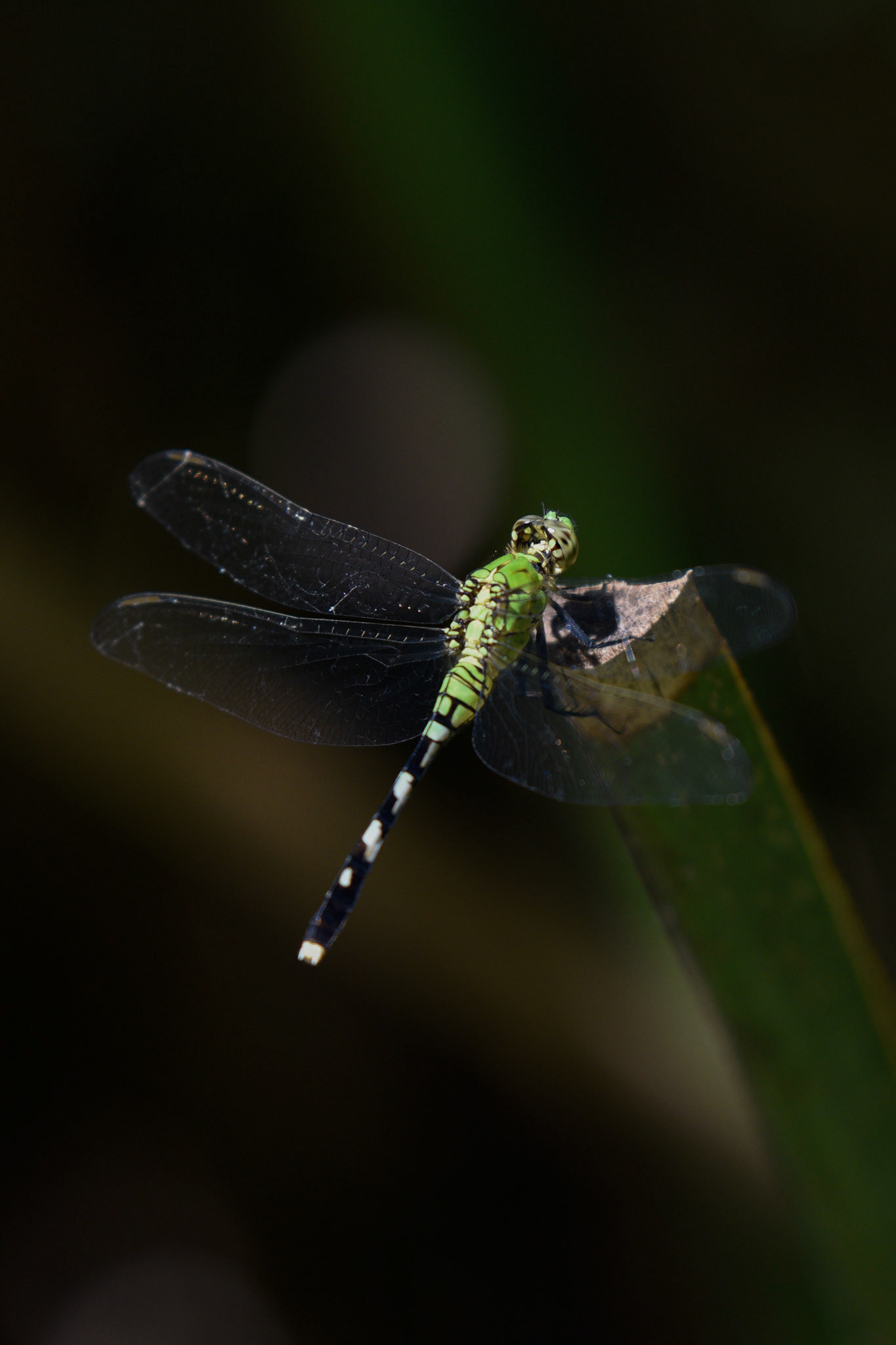 Eastern Pondhawk (female)