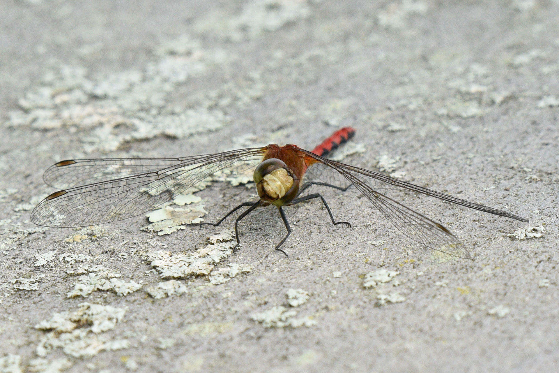 49. Meadowhawk